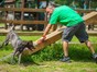 Dog agility course at Heatherton World of Activities, Tenby, Pembrokeshire - see saw