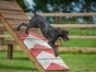 Dog agility course at dog friendly Heatherton World of Activities, Tenby, Pembrokeshire - pyramid 