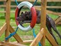 Dog agility course at dog friendly Heatherton World of Activities, Tenby, Pembrokeshire - tire leap